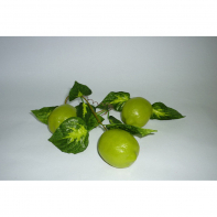 Ветка муляжей "Лайм" - fgospostavki.ru - Киров