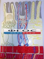 Модель барельефная "Ворсинка кишечная с сосудистым руслом" - fgospostavki.ru - Киров