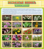 Стенд "Красная книга - растения" - fgospostavki.ru - Киров