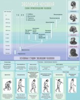 Стенд "Эволюция человека" Вариант 1 - fgospostavki.ru - Киров