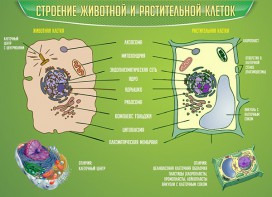 Стенд "Строение животной и растительной клеток" - fgospostavki.ru - Киров