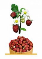 Комплект карточек "Запоминай, играй, считай" - Ягоды - fgospostavki.ru - Киров