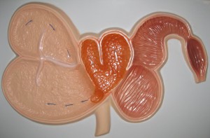 Модель барельефная "Желудок жвачного животного" - fgospostavki.ru - Киров