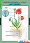 Комплект таблиц. Биология. Общее знакомство с цветковыми растениями. - fgospostavki.ru - Киров