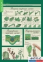 Комплект таблиц. Биология 6 класс. Растения, грибы, лишайники - fgospostavki.ru - Киров