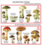 Комплект кодотранспарантов "Грибы" - fgospostavki.ru - Киров