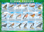 Комплект таблиц "Птицы России (4 листа)" (100х140 сантиметров, винил) - fgospostavki.ru - Киров