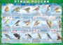 Комплект таблиц "Птицы России (4 листа)" (100х140 сантиметров, винил) - fgospostavki.ru - Киров