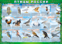 Комплект таблиц "Птицы России (4 листа)" (100х140 сантиметров, винил) - fgospostavki.ru - Киров